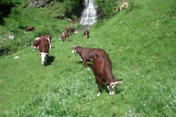 Rifugio Alpenzu - Mucche al pascolo