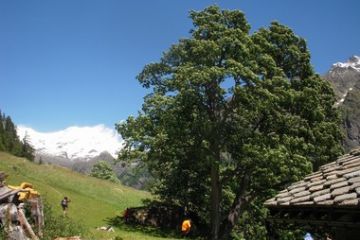 Rifugio Alpenzu - Albero secolare